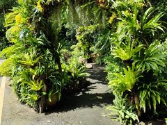 -深圳仙湖植物园