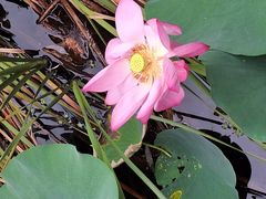 -羊亭河湿地公园