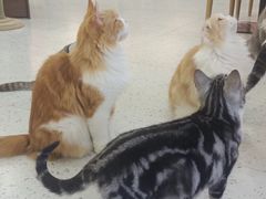 -喵园·猫主题咖啡厅·撸猫·猫咖(国贸店)
