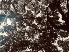 -上海佘山国家森林公园天马山园