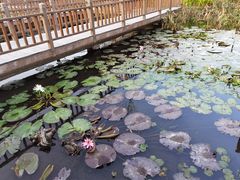-五缘湾湿地公园