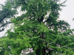 -千年银杏谷文化旅游区