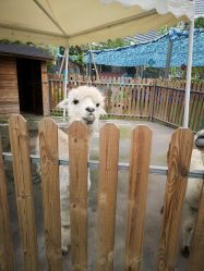 -萌宠亲子动物乐园(槐房万达店)