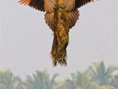 -泉州海丝野生动物世界