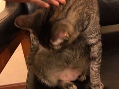 -猫友咖啡店(玉林西路店)