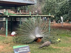 -昆明动物园