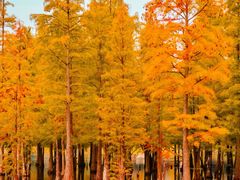 -白鹭湾湿地公园