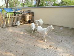 -石家庄市动物园