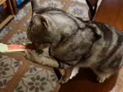 -猫猫幼稚园·撸猫·桌游·电玩