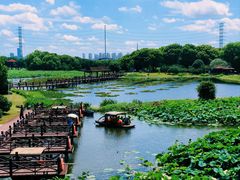 -荷塘月色湿地公园·向阳花洲