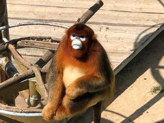 -西霞口神雕山野生动物世界