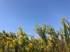 -春花秋色城市公园