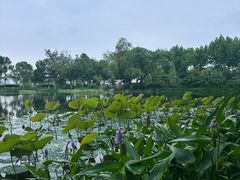 -金银湖国家城市湿地公园