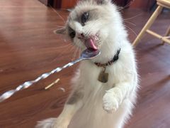 -楼上猫咖(罗湖店)