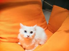 -飞行喵MR PILOT|猫舍·猫咖(静安大融城店)