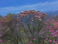 -神农架景区