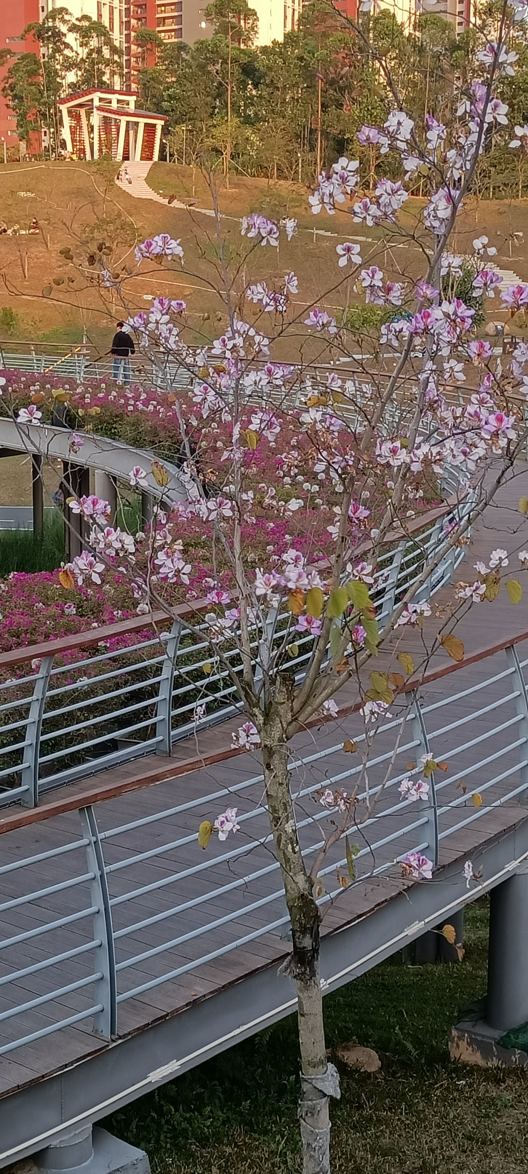 深圳北站中心公园介绍图片