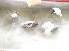 -禧鳳記·猪肚鸡火锅(玖洲道店)