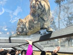 -西霞口神雕山野生动物世界