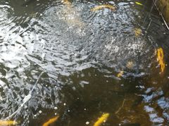 -北京龙庆四季香农家饭庄·灶台鱼·碳烤虹鳟鱼(龙庆峡店)