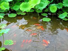 -龙头寺公园