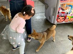 -柴犬高等学院·狗咖·柴犬售卖·宠物训练