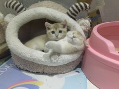 -糯米喵星人总部直营旗舰店·猫舍·幼猫出售