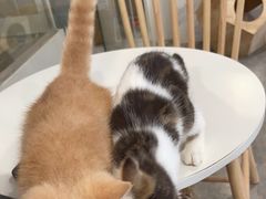 -楼上猫咖(罗湖店)