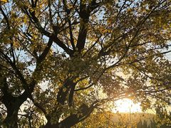 -羊亭河湿地公园