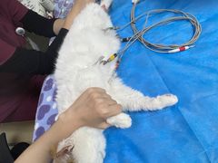 -美联众合动物医院·24h转诊中心