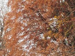-深圳仙湖植物园