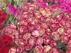 -循礼门鲜花花市(武汉循礼门店)