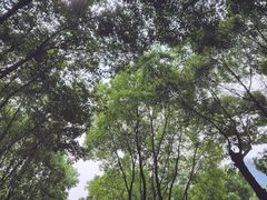 -重庆市江北嘴中央商务区中央公园