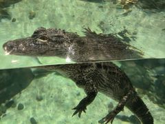 -上海海洋水族馆