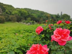 -龙寺生态园