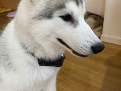 -Husky Go! 哈士奇体验馆·宠物咖啡厅狗咖