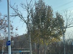 -山东东平明湖中学