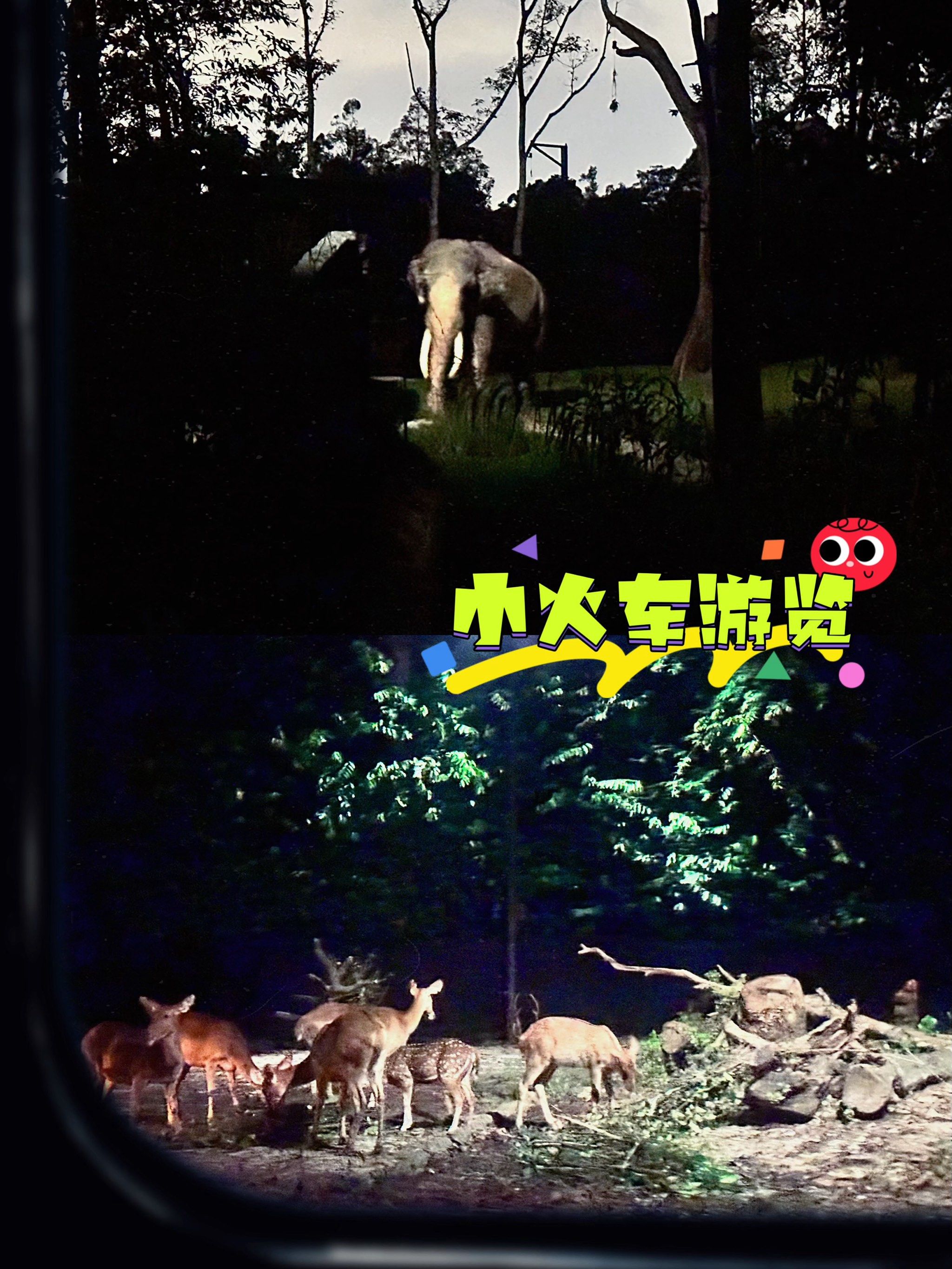 游记碎碎念|新加坡夜间动物园9899050090