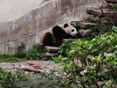 -中国大熊猫保护研究中心雅安碧峰峡基地