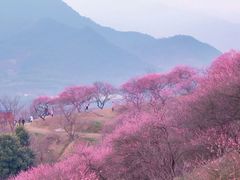 -新建村梅花
