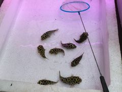 -中环花鸟鱼虫市场