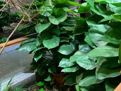 -紫霞门韩国料理烤肉(深南东路店)