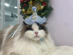 -爱洗澡的猫(望京店)