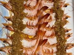 蒜蓉粉丝开背虾-千岛湖小鱼儿·淳安匠心农家菜