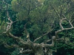 -草庵摩尼教遗址公园