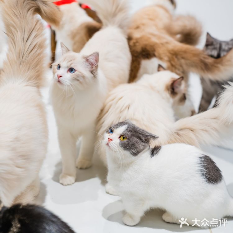 萌翻了！500m²的「猫咪游乐园」，30+只喵rua到手软！