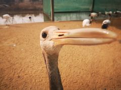 -盐城丹顶鹤湿地生态旅游区