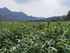 -中国茶叶博物馆(双峰馆区)