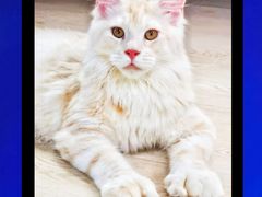-十年猫舍·猫咪专门店(普陀店)