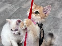 -楼上猫咖(罗湖店)
